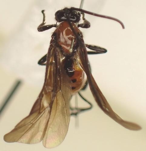 Bracon urinator
